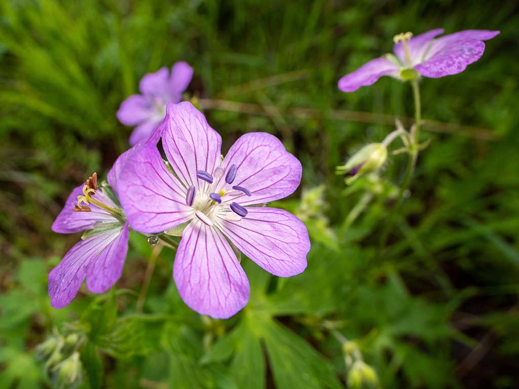 Close-up shot of wildflower wild geranium near Fries, Virginia