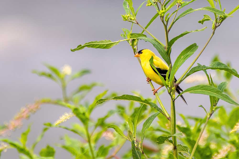 Goldfinch perched on pokeberry bush along New River Trail Fries, Virginia