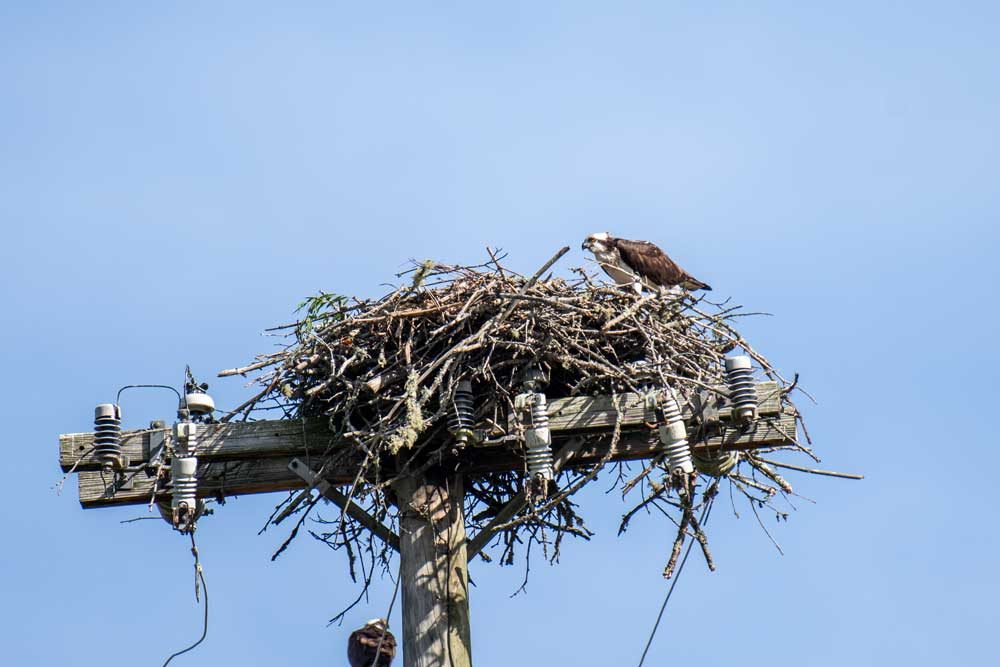Osprey in its nest near Fries, Virginia